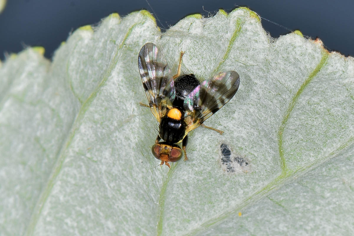 Mosca delle ciliegie?  Sì,  Rhagoletis cerasi (Tephritidae)